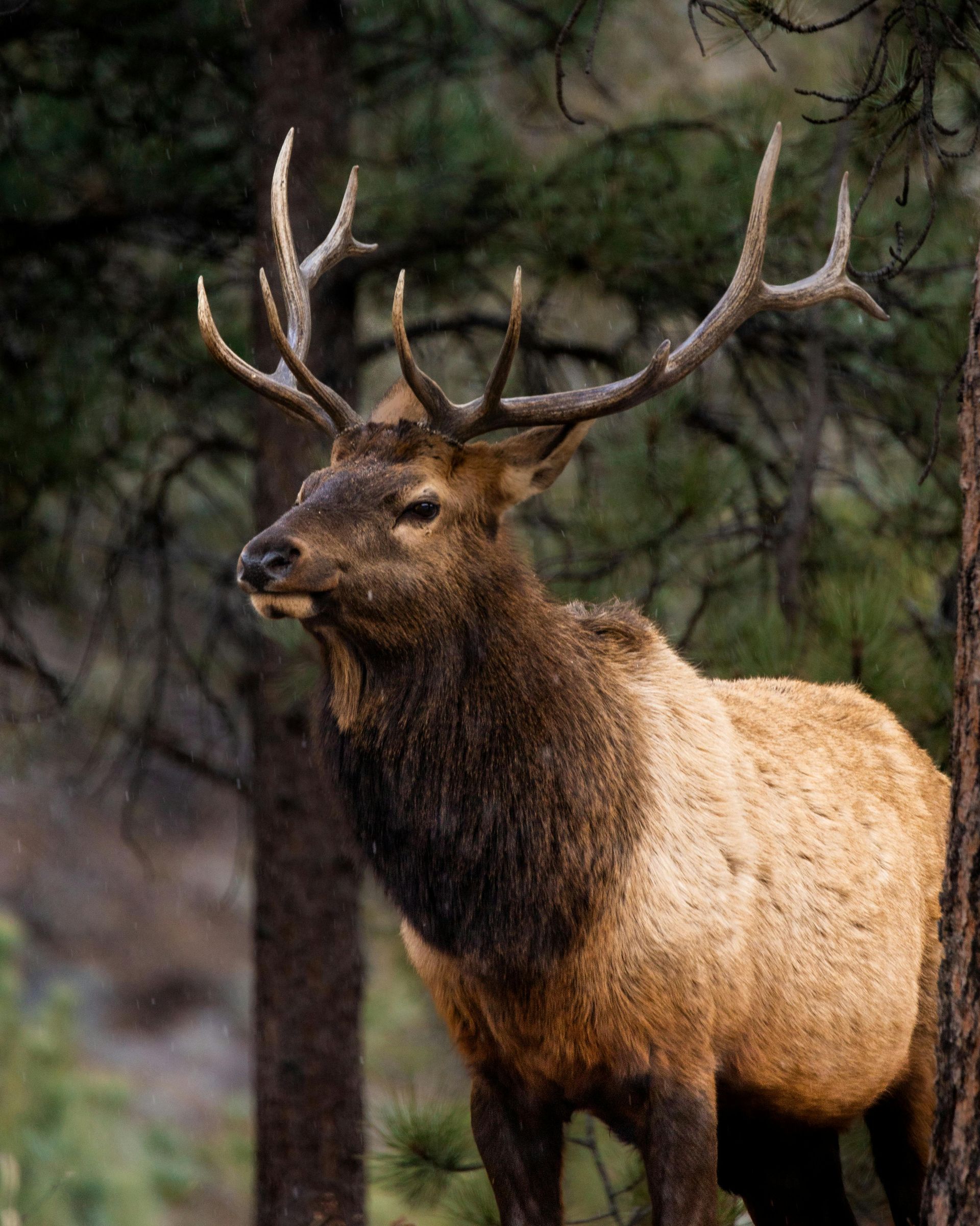Elk with large antlers stands in a forest, brown fur, dark neck, looking left.