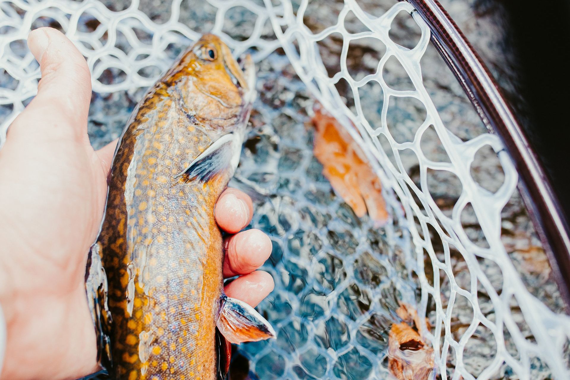 Fishing near Philipsburg Montana