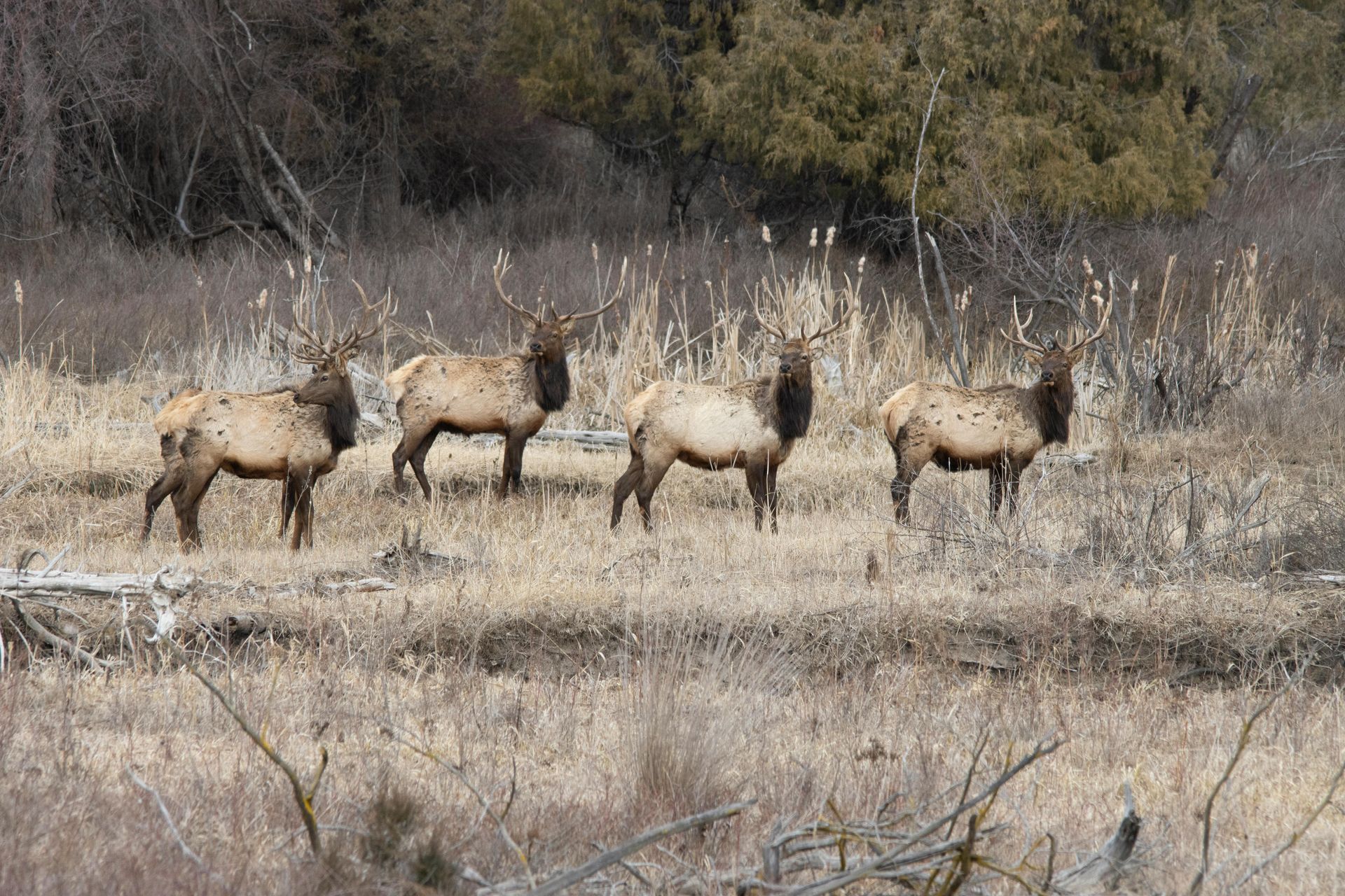 Four elk stand in a field of dry grass, near trees. Hunting near Philipsburg, Montana