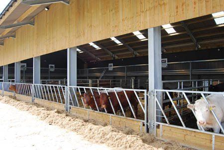 A group of cows are standing in a barn eating hay.