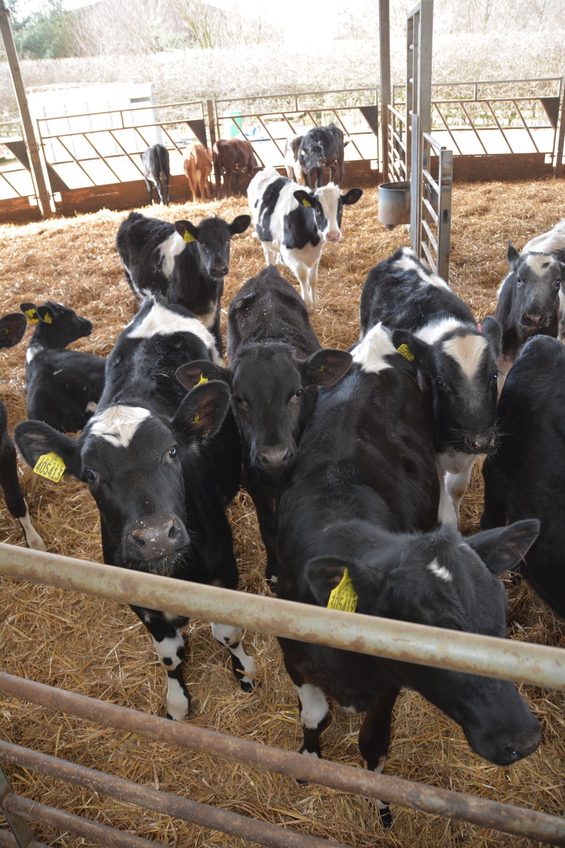 Dairy calves in a Roundhouse