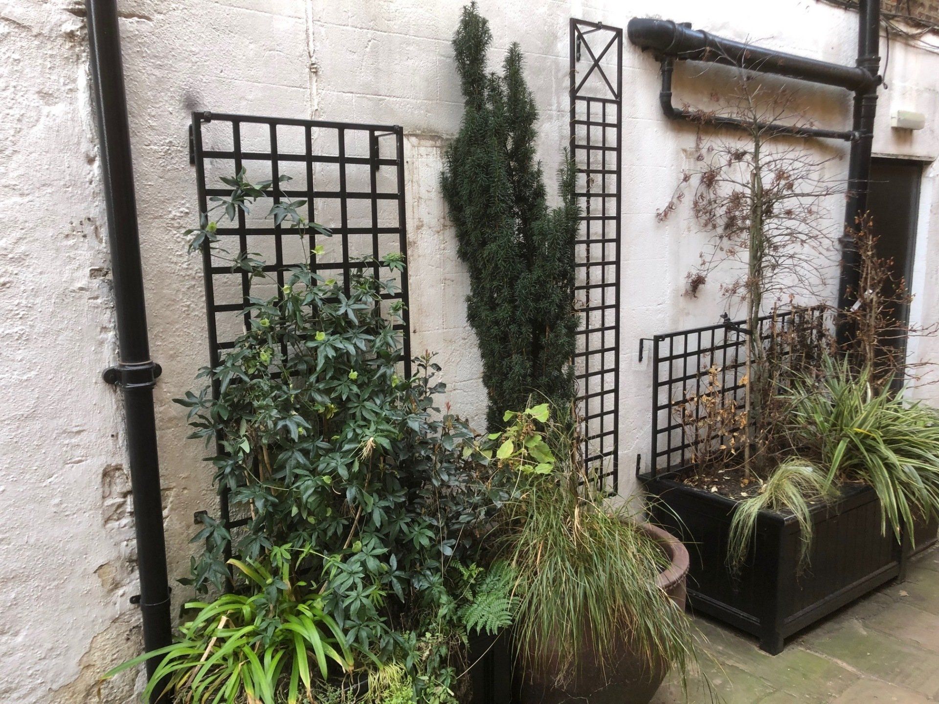 A wall with a trellis and potted plants on it