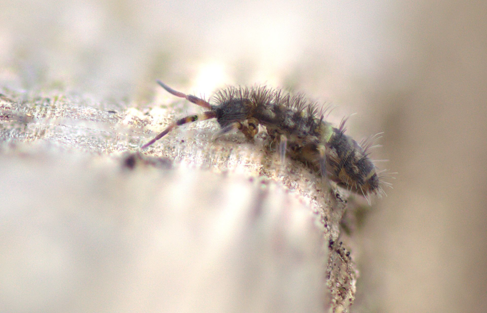Springtail — Highland Park, IL — A-1 Pest Control