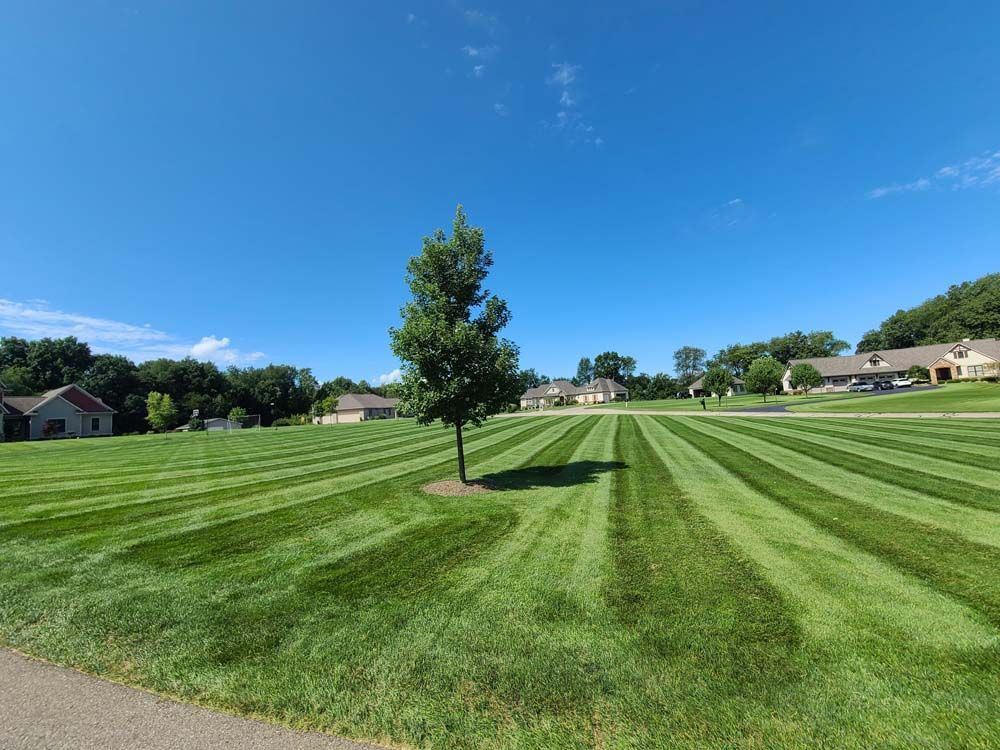 A Lush Green Lawn With a Tree in the Middle of It