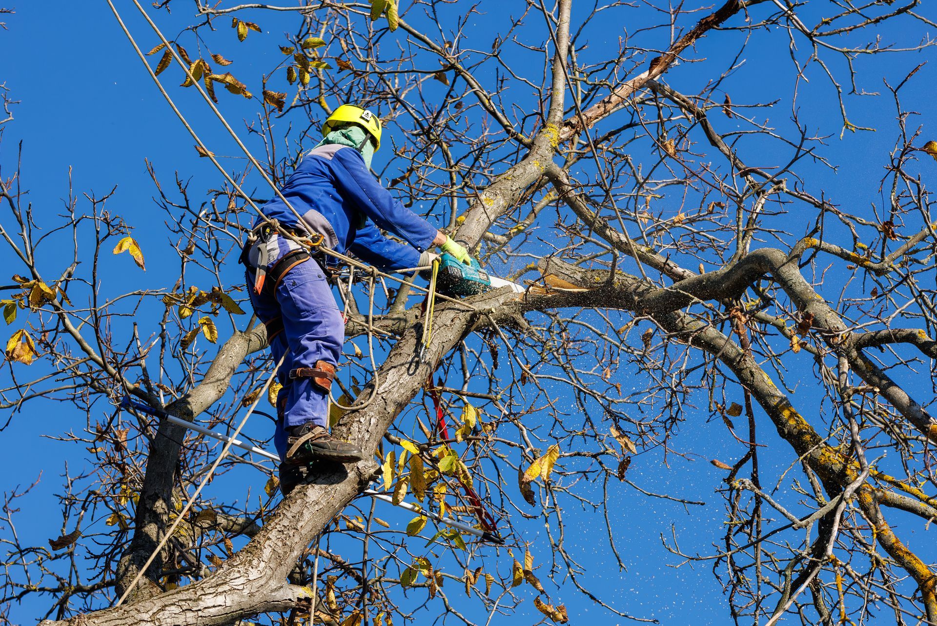 Arborist in blue climbing a tree and trimming branches against a clear blue sky Arborist in blue climbing a tree and trimming branches against a clear blue sky