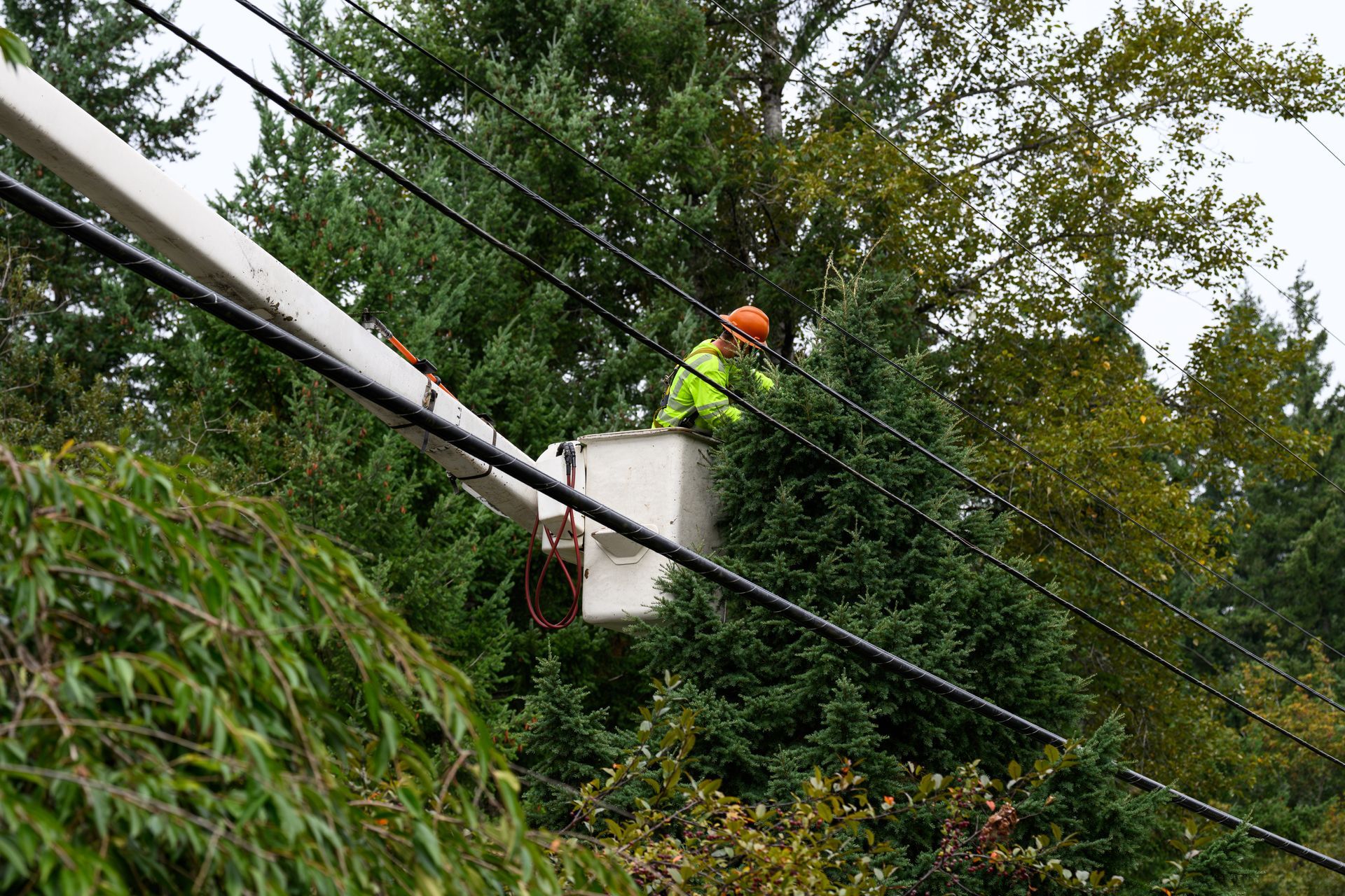 E-Z Out Inc. crew removing a large tree at a Cumberland MD residential property