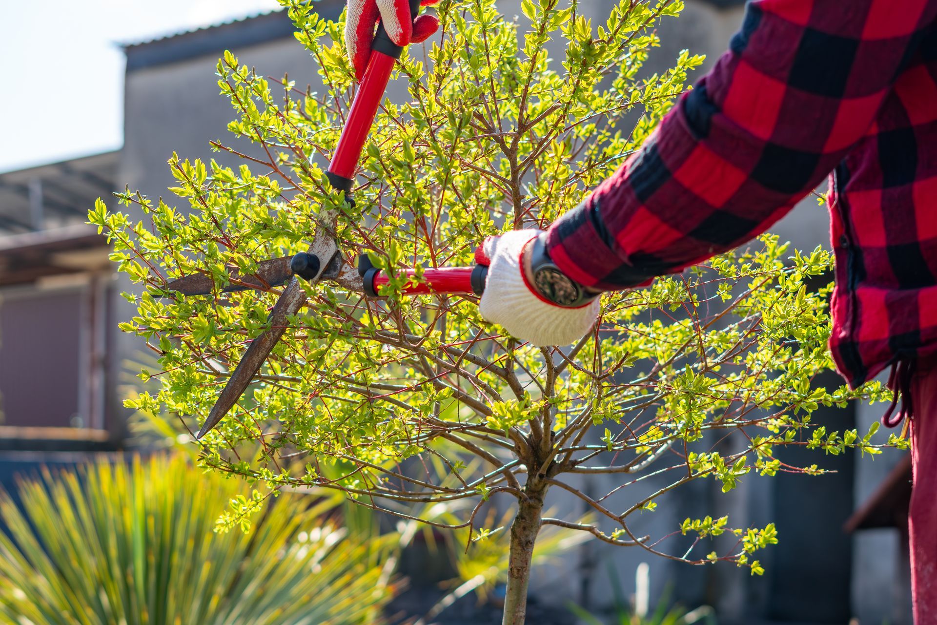 E-Z Out Inc. crew removing a large tree at a Cumberland MD residential property