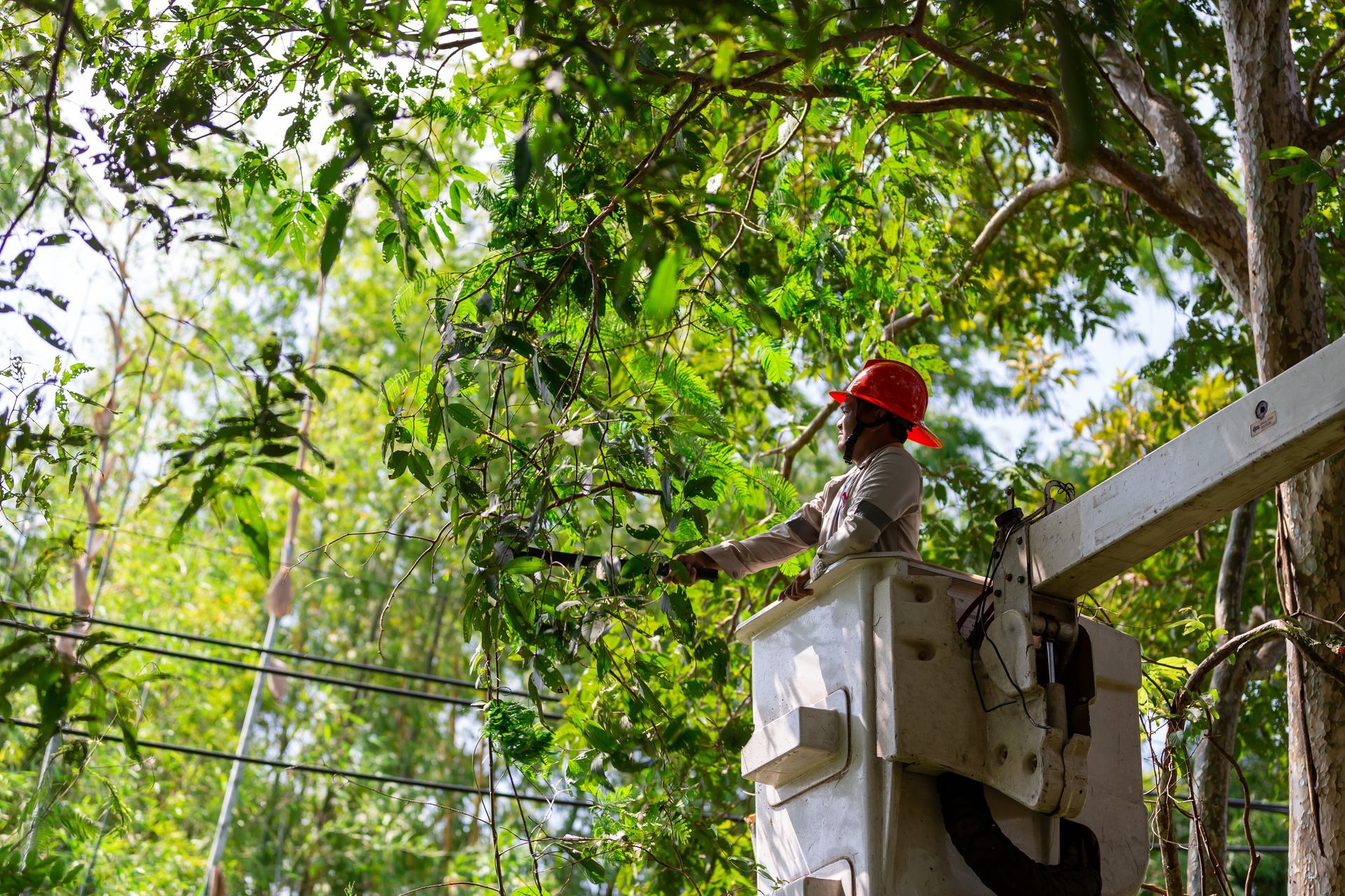 Worker in a red hard hat trims tree branches from a bucket lift amid dense green foliage. Worker in a red hard hat trims tree branches from a bucket lift amid dense green foliage.
