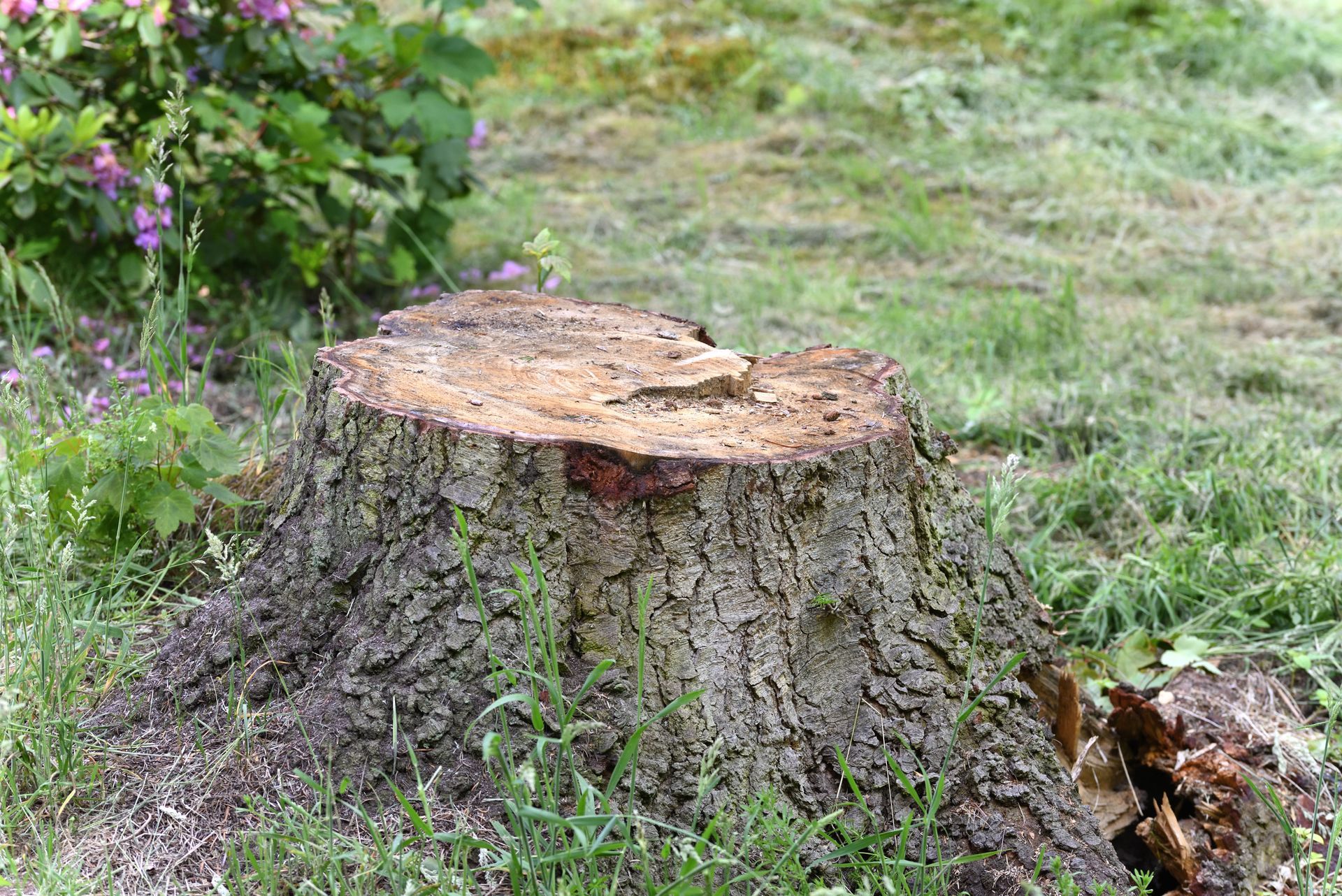 Large tree stump in a grassy yard with small purple flowers nearby Large tree stump in a grassy yard with small purple flowers nearby