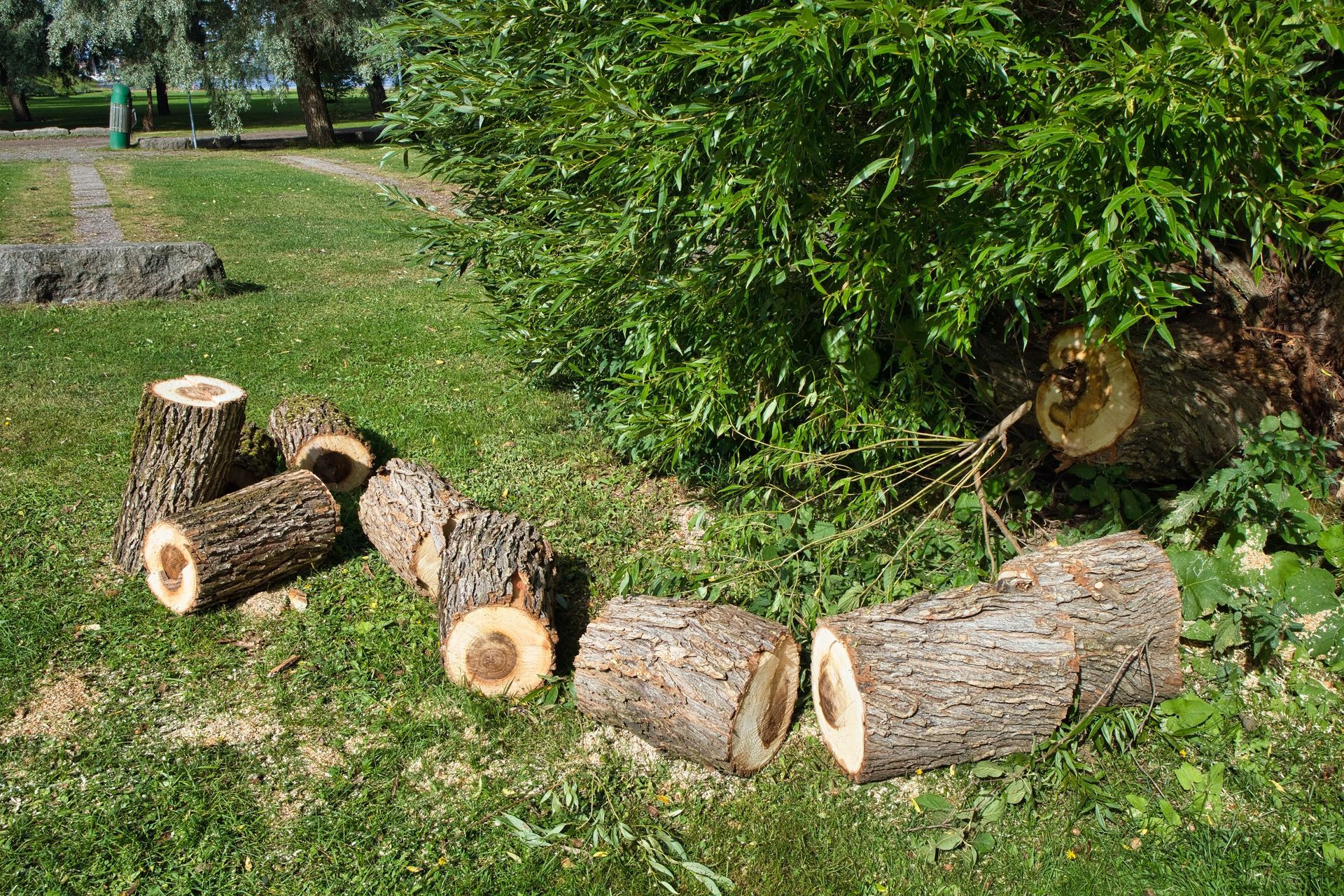 E-Z Out Inc. crew removing a large tree at a Cumberland MD residential property