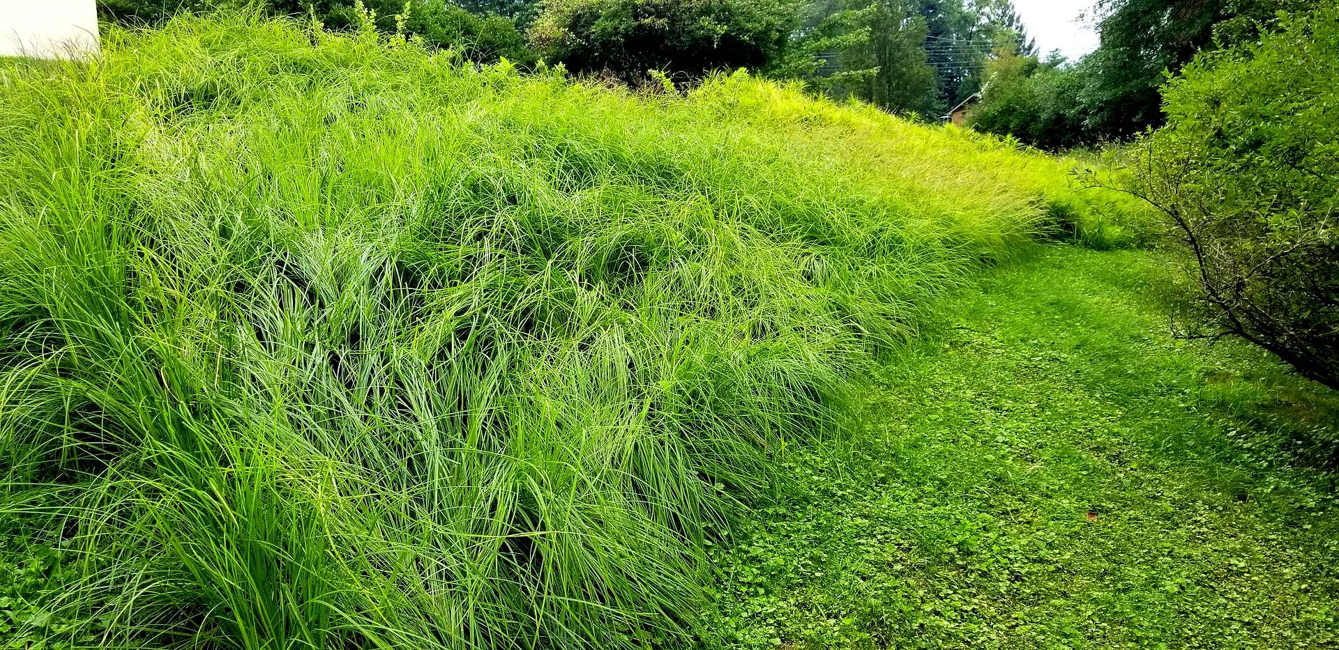 A lush green field of grass with trees in the background.