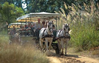 Tour panoramico in carrozza attraverso le pinete di San Rossore vicino a Pisa