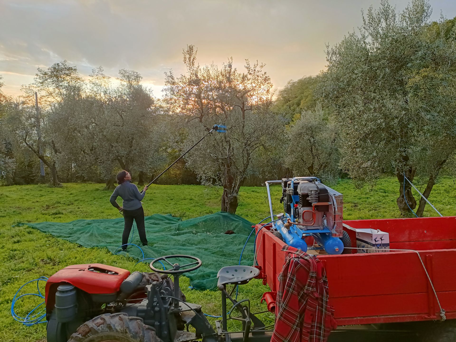 Producción de aceite de oliva virgen extra en una finca de Pistoia