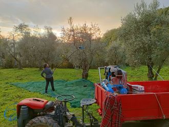Produzione di Olio EVO in agriturismo a Pistoia