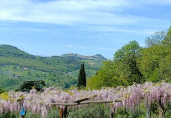 Vista di Montecatini Alto dall'Agriturismo I Pitti con pergolato di glicini in fiore