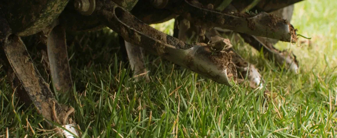 patchy uneven lawn repair guide st louis mo