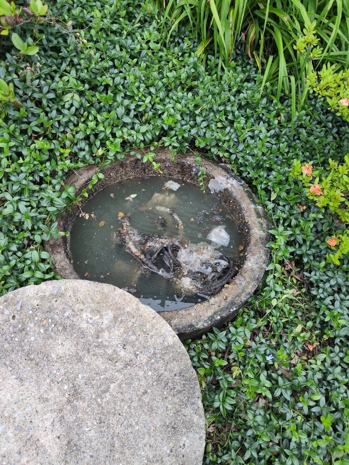 Round garden drain cover surrounded by green groundcover and a stone slab in the foreground