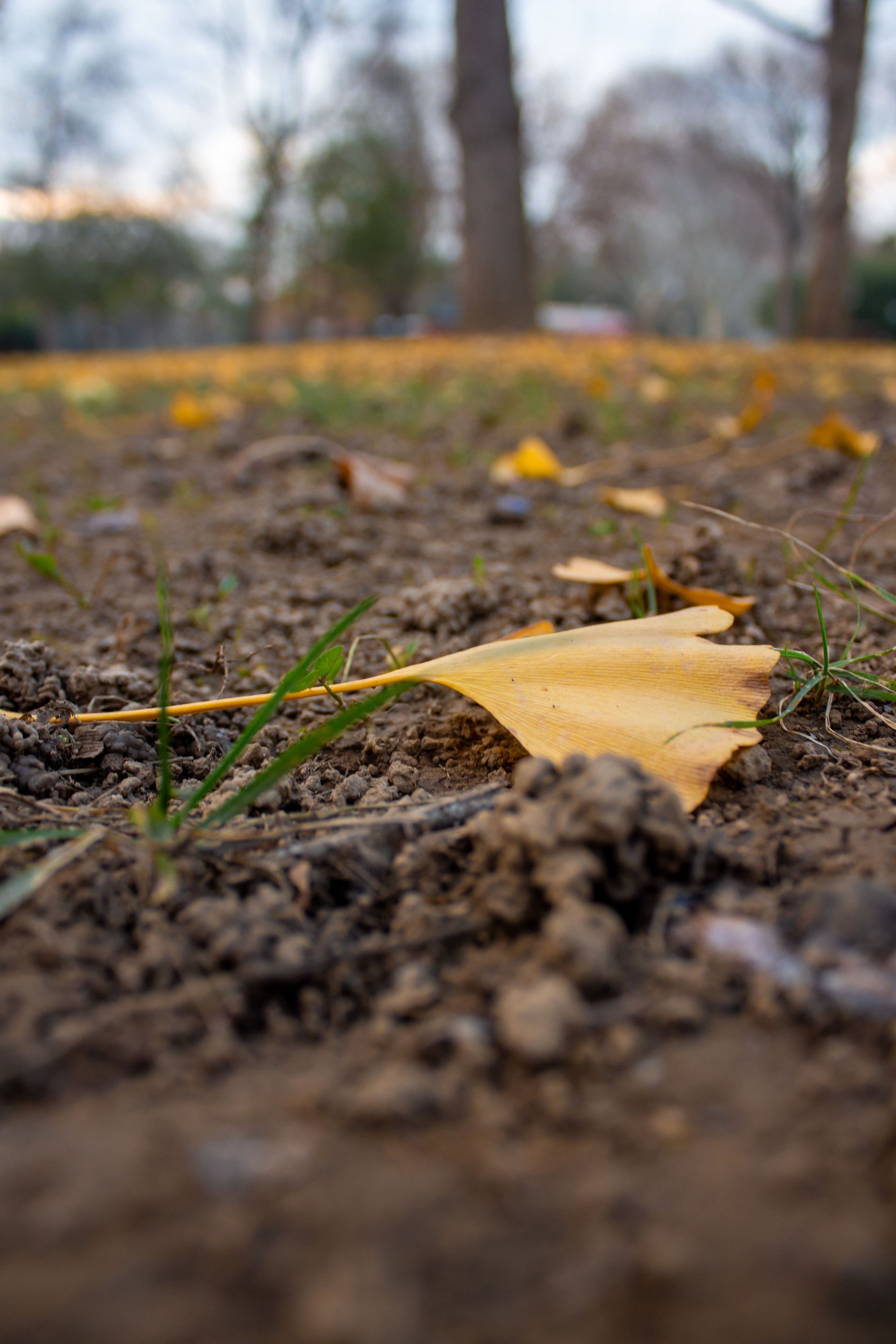 Close-up of a yellow autumn leaf on wet soil with a blurred park background