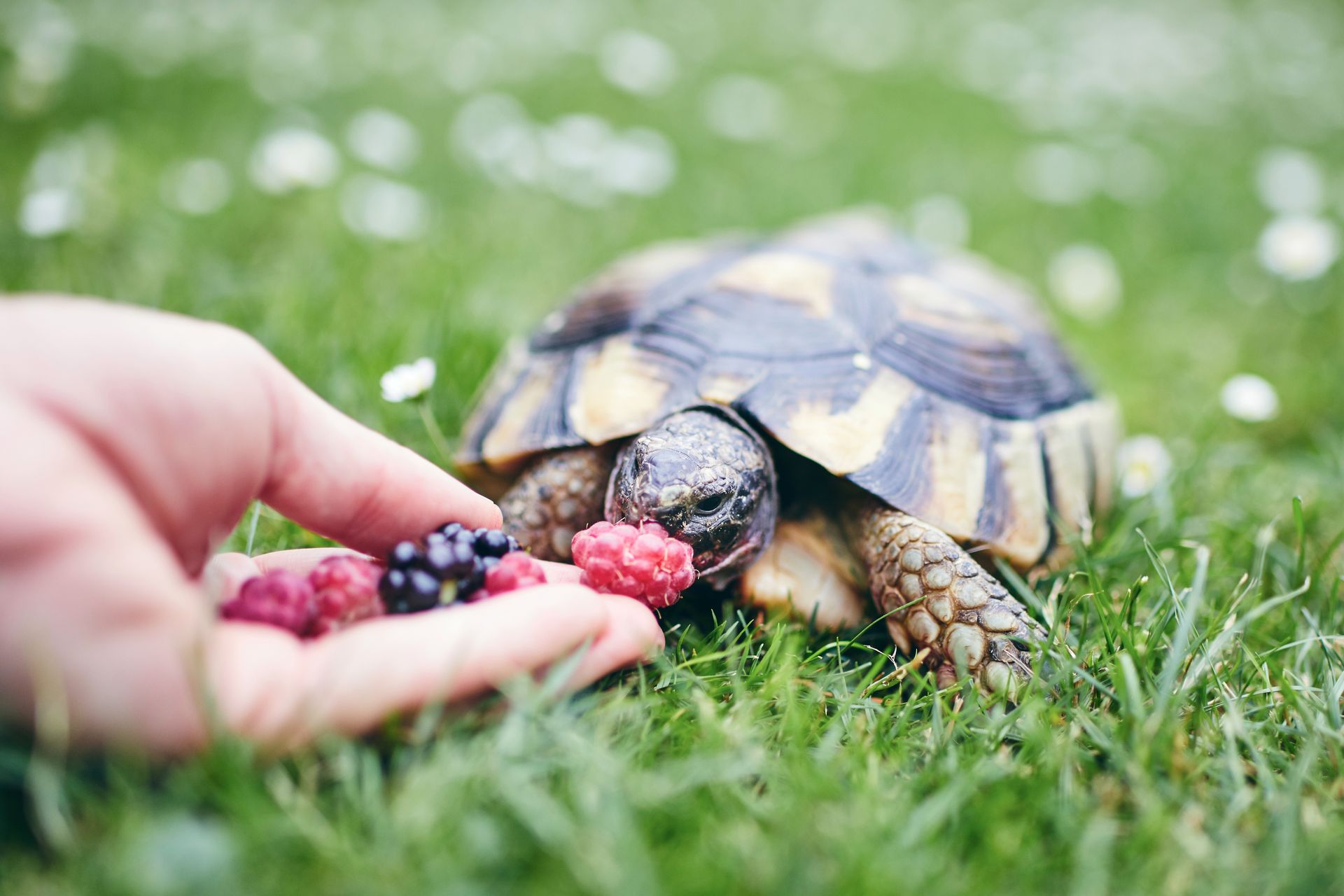 Hand feeding a tortoise blackberries and a raspberry on green grass