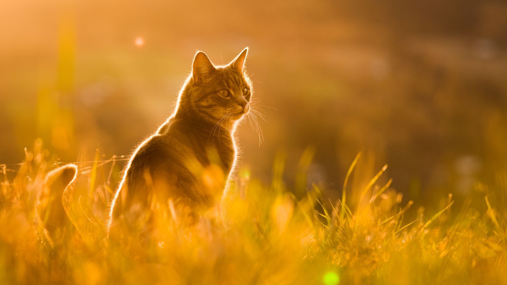 A dog sits in tall golden grass at sunset, backlit by warm sunlight.