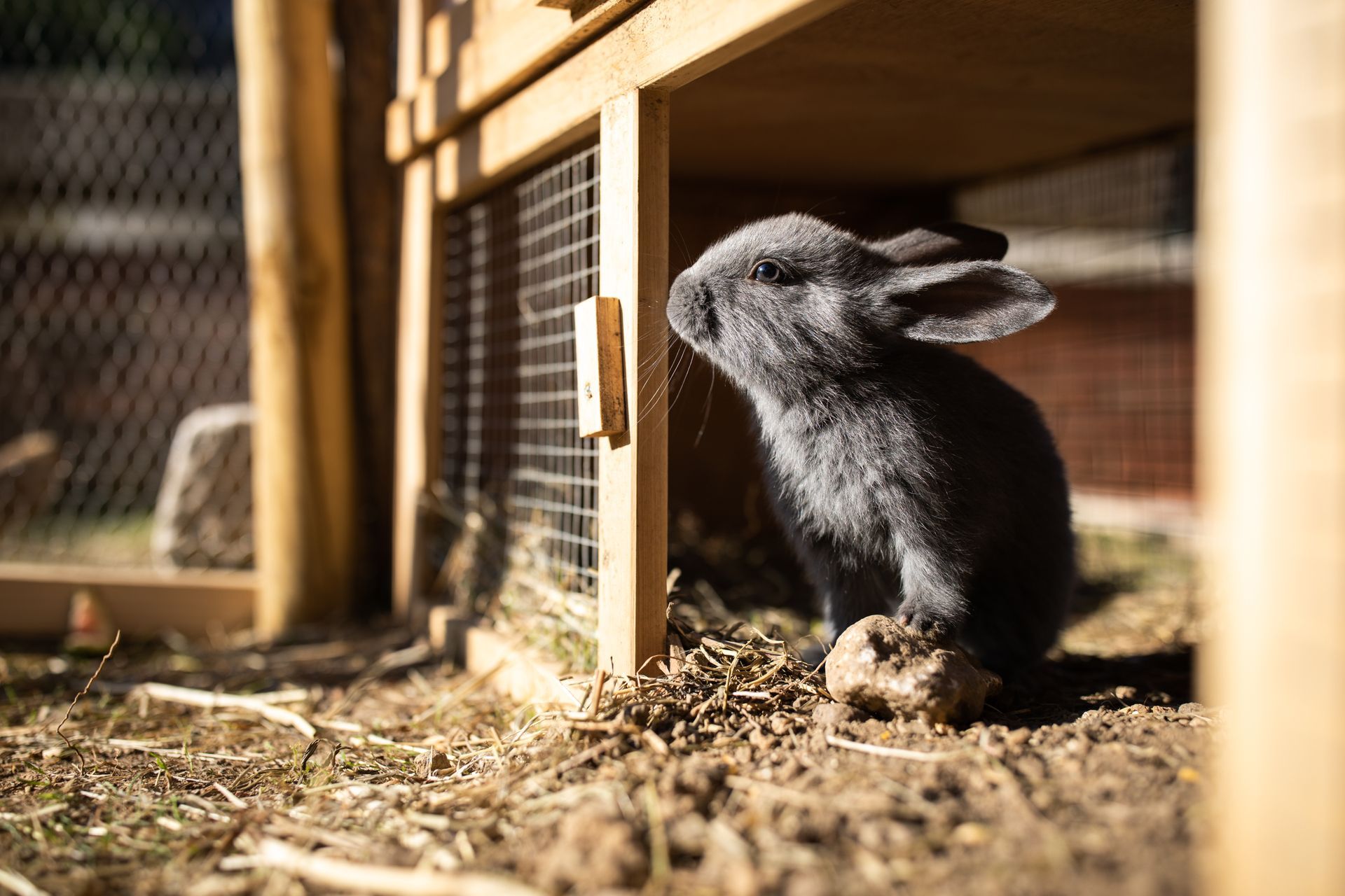 Black rabbit sitting in a sunny hutch, with wood shavings and wire fencing around it