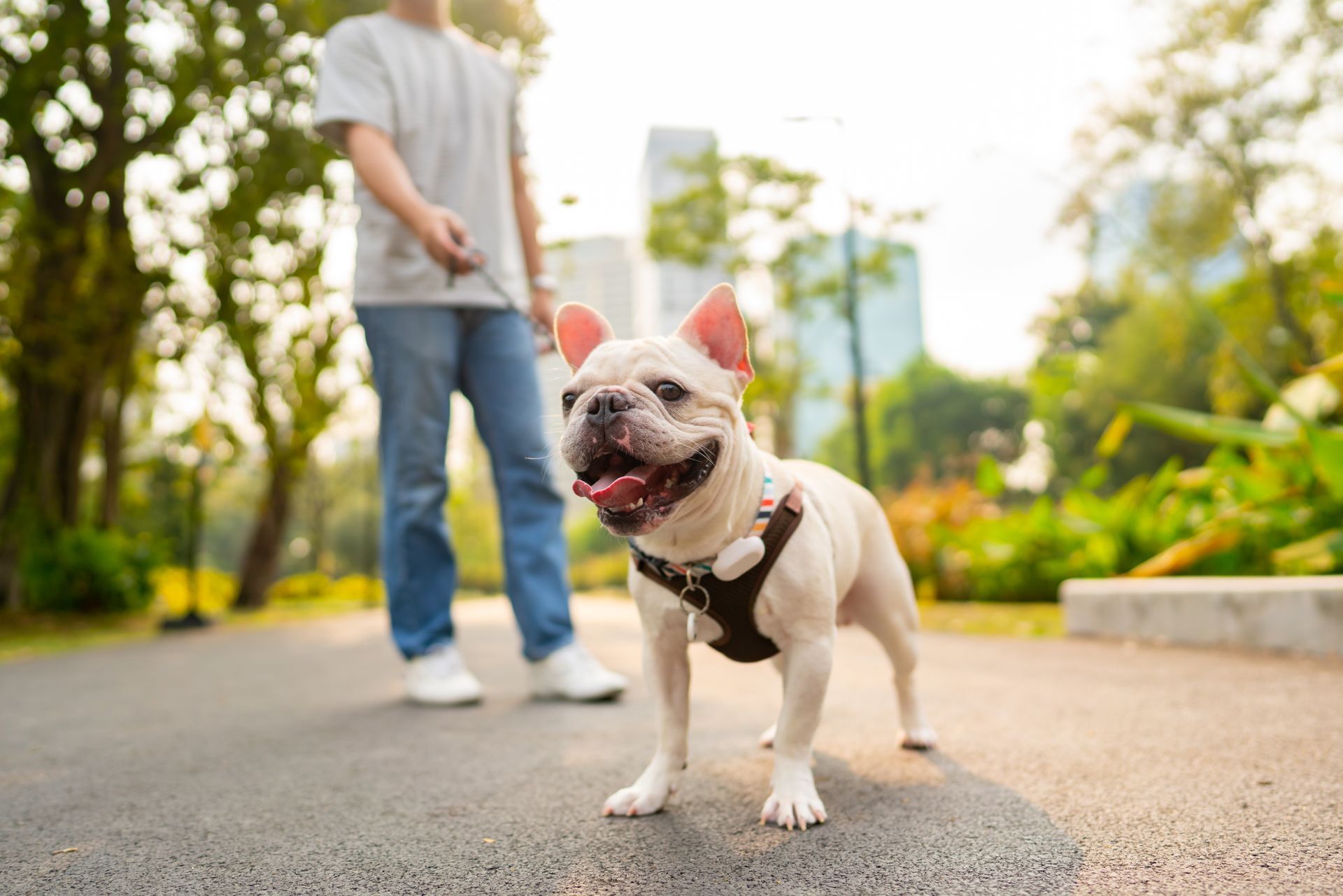 French bulldog on a leash walking on a path with a person in the background, outdoors in a sunny park