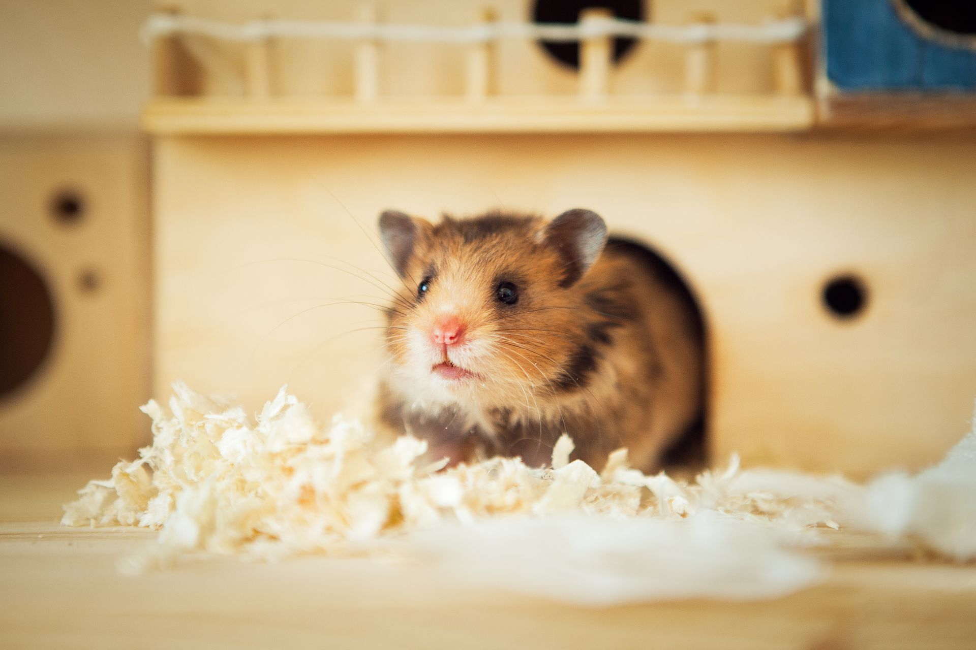 Brown hamster in a wooden enclosure, sitting on white bedding and facing forward