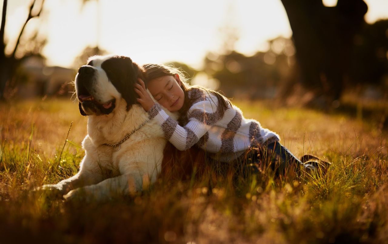 Person in plaid shirt hugging a large dog in a sunlit grassy field at sunset
