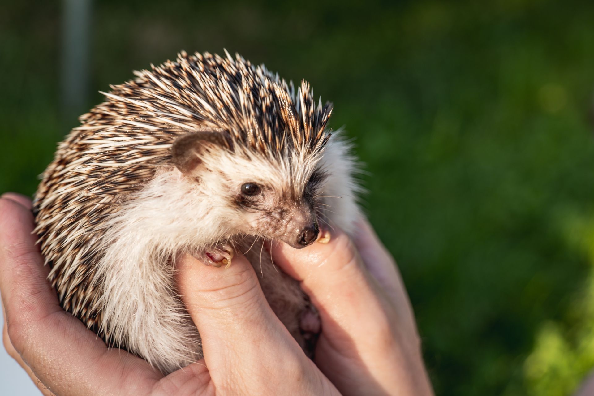 Small hedgehog being gently held in a person’s hands outdoors against a blurred green background