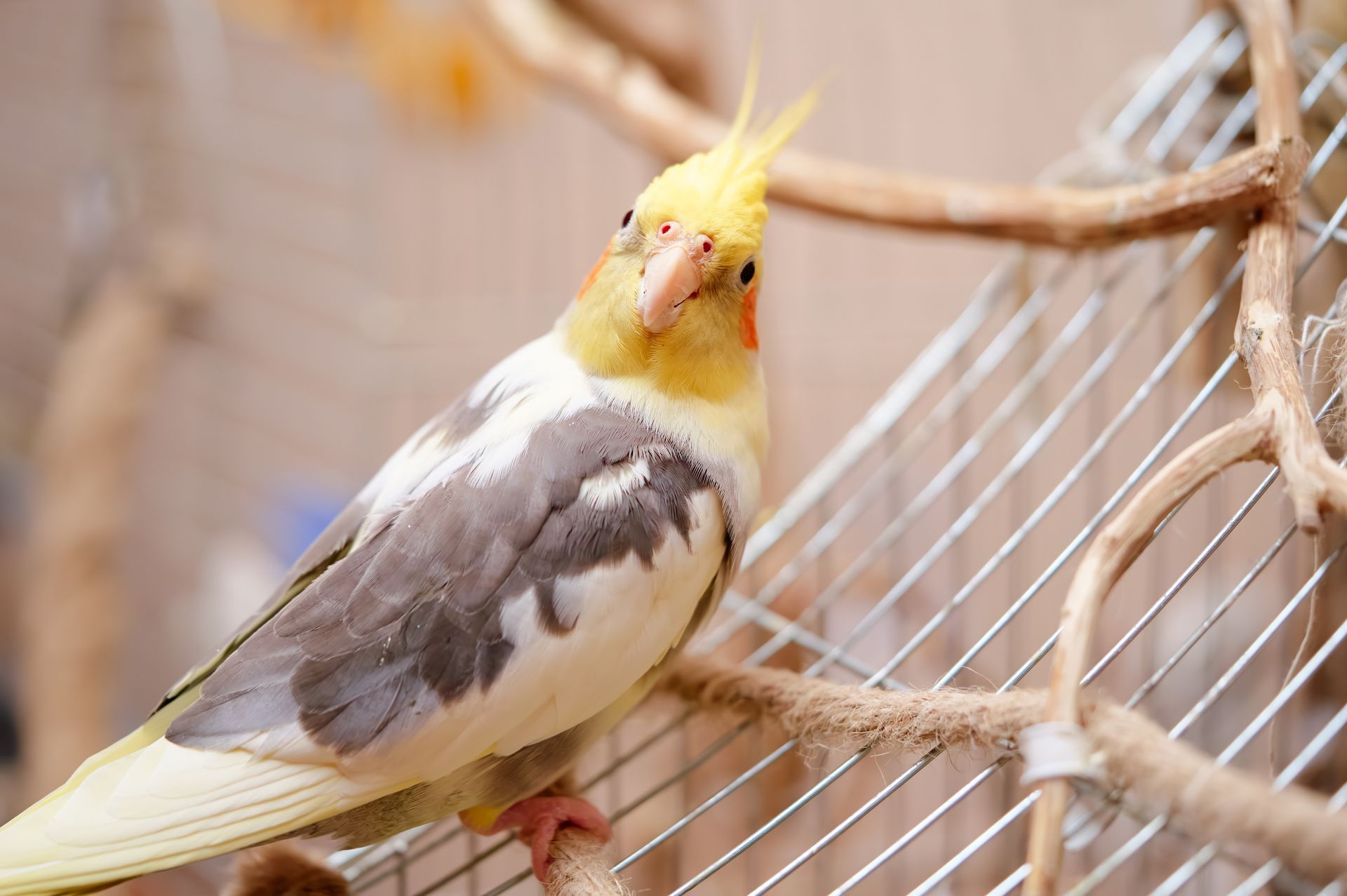 Yellow cockatiel perched on a branch beside wire mesh, with gray wings and orange cheeks