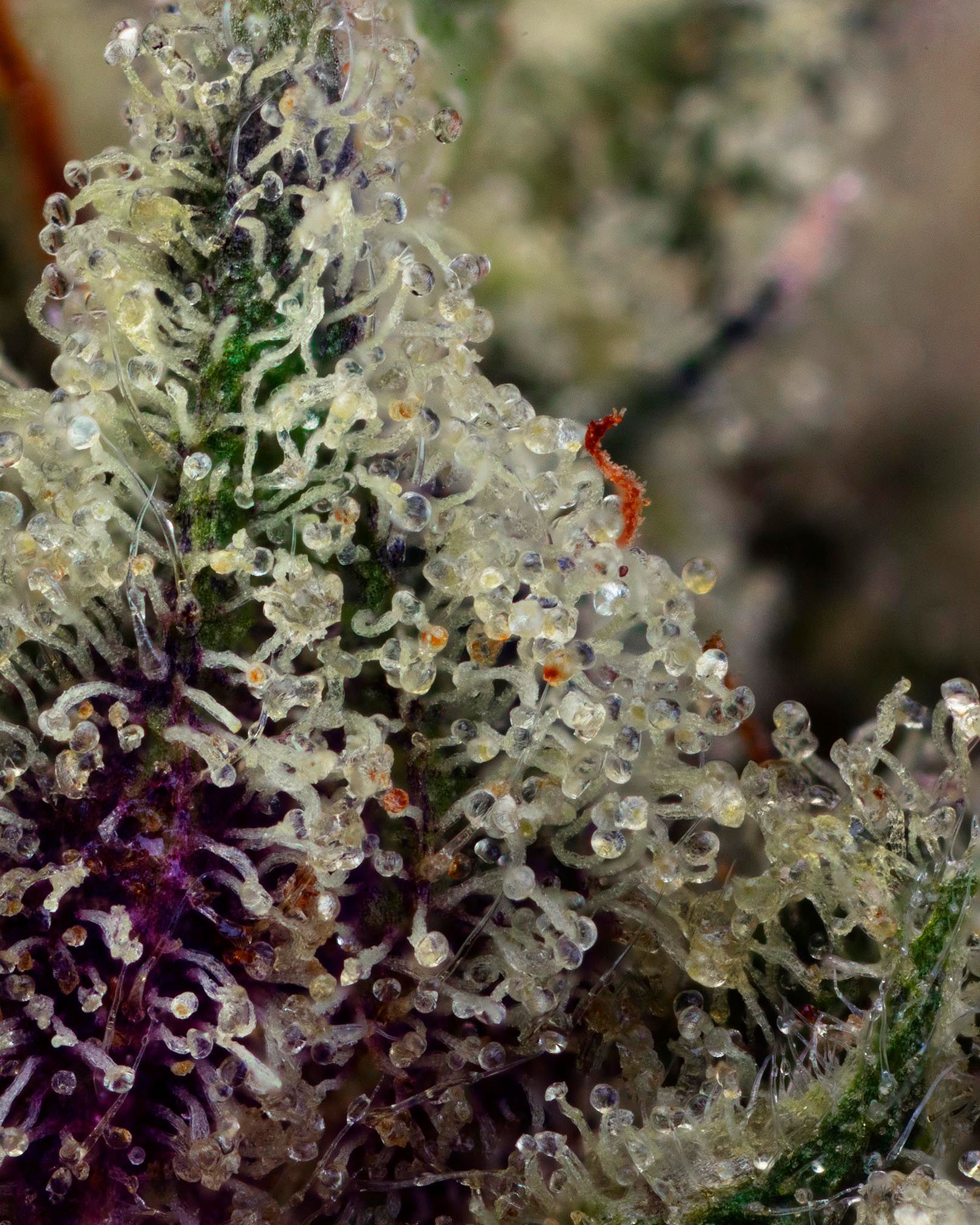 Close-up of marijuana buds with visible trichomes, showcasing quality cannabis.