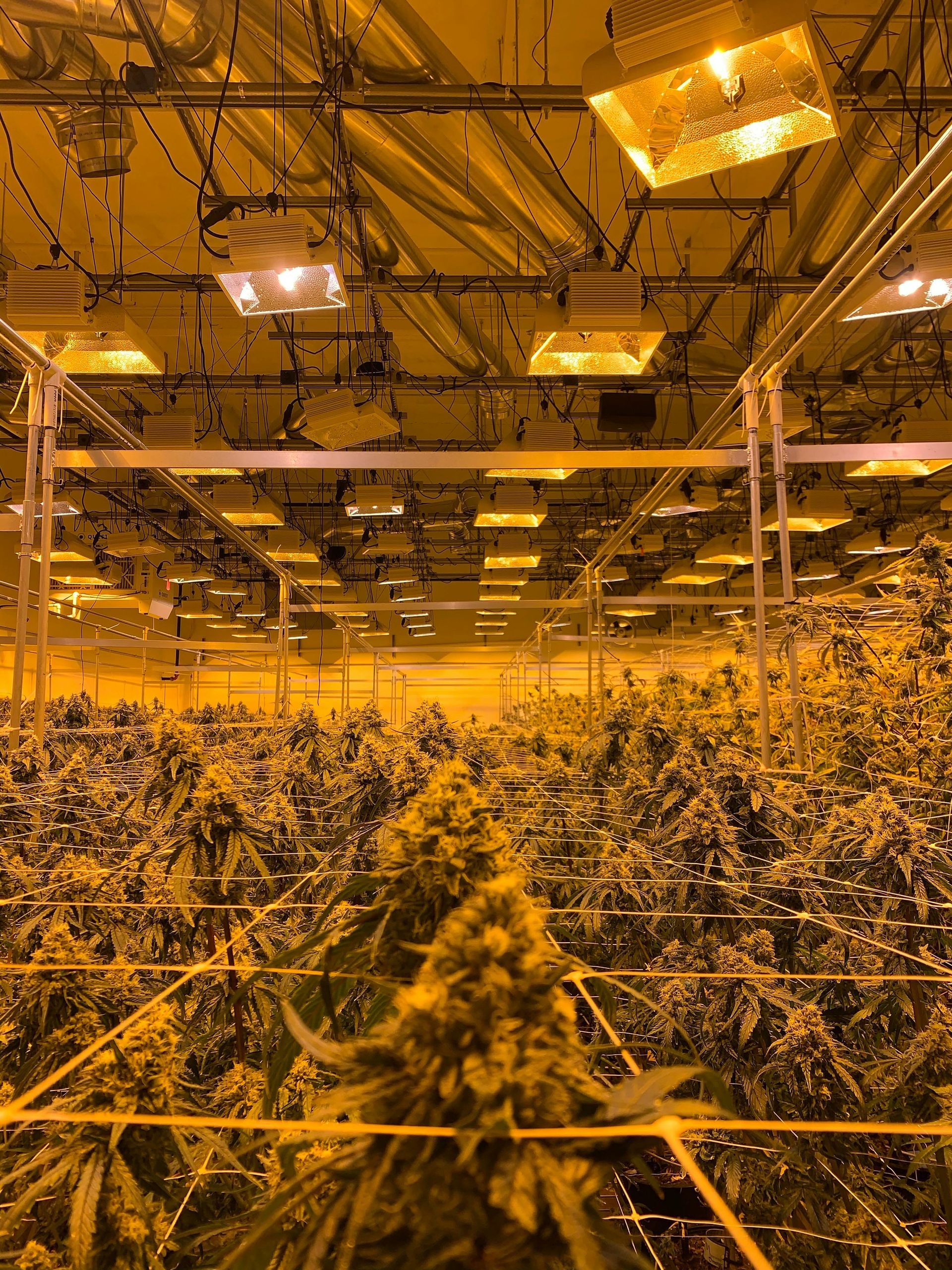 Sativa vs Indica – comparing cannabis strains with different effects