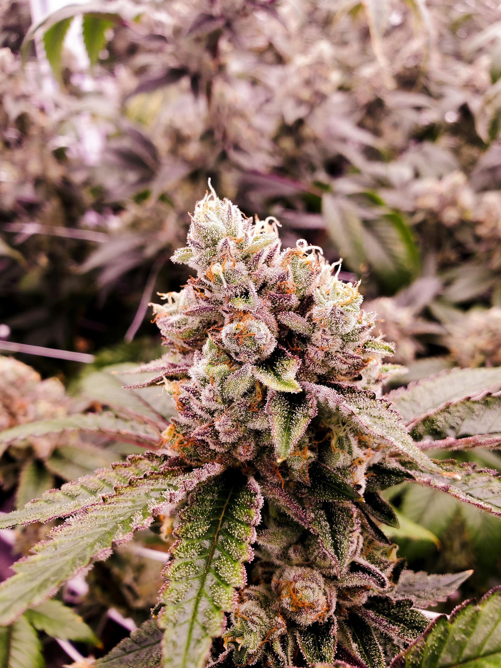Close-up of purple trichome marijuana buds – showcasing vibrant, high-quality cannabis