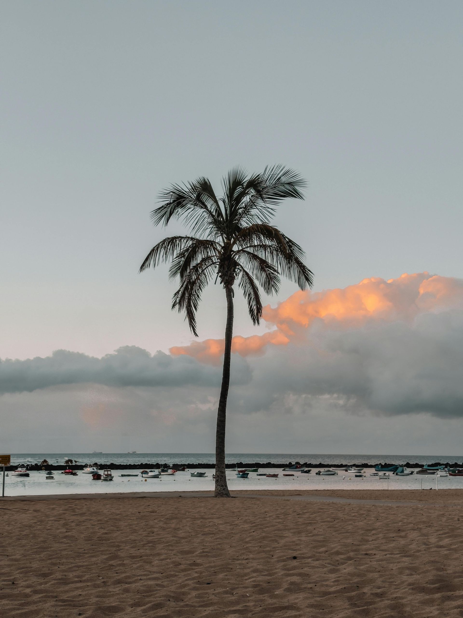 Palmera junto al mar al atardecer en San Andrés, con cielo suave y horizonte despejado.
