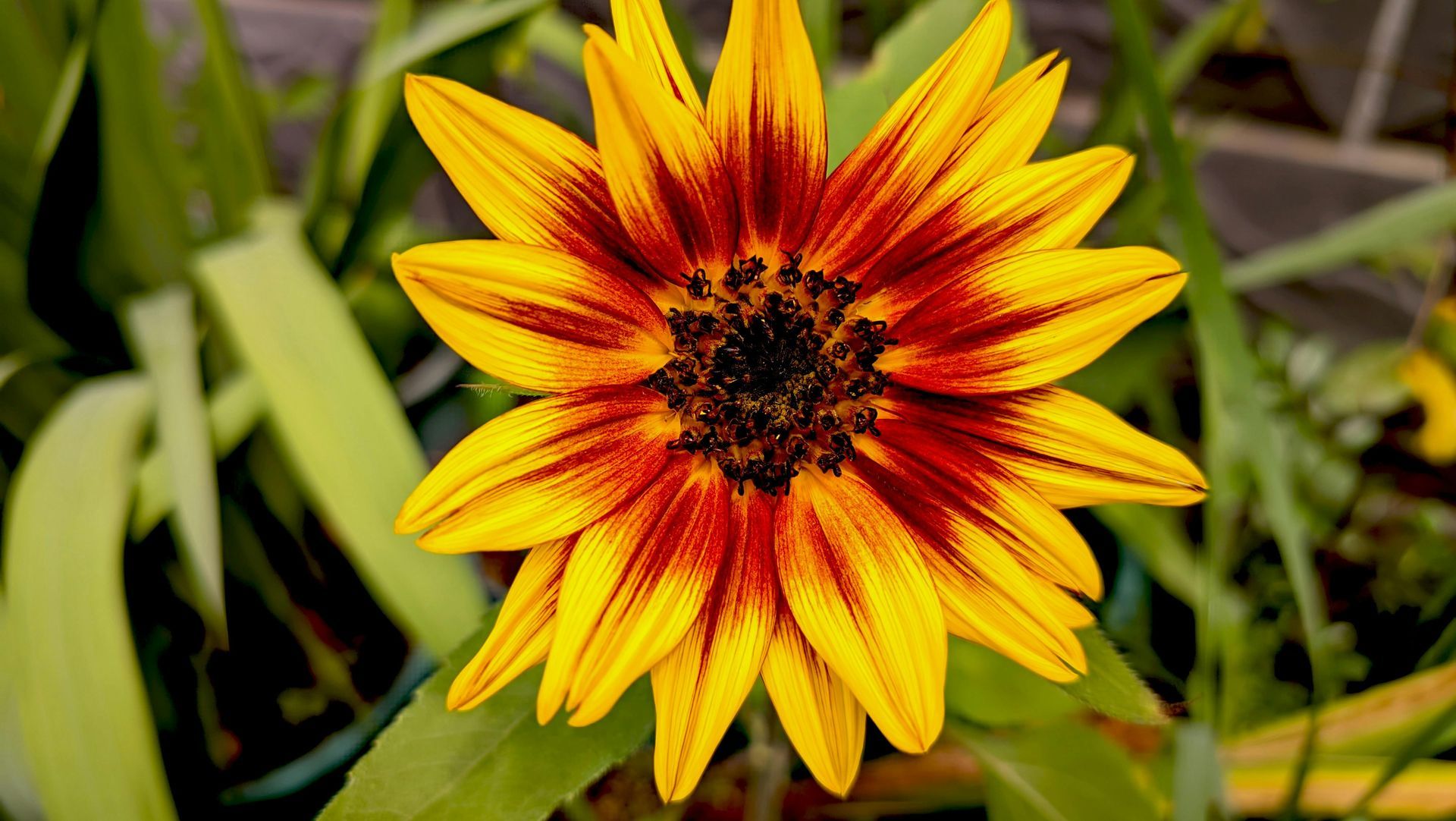 SUNFLOWER PROPERTIES LLC