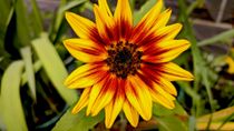 SUNFLOWER PROPERTIES LLC