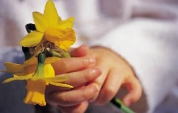 Child’s hand holding yellow daffodils against a soft blurred background