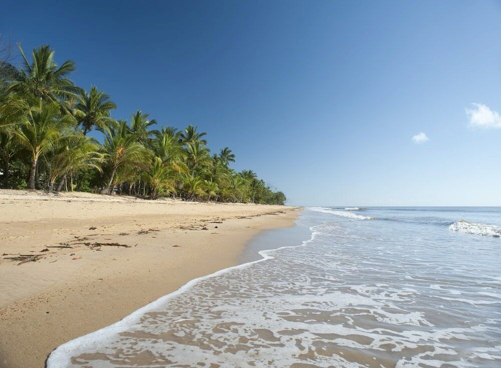A Beach With Palm Trees and Waves Coming — Innisfail Auto Electrics Pty Ltd in Mission Beach, QLD