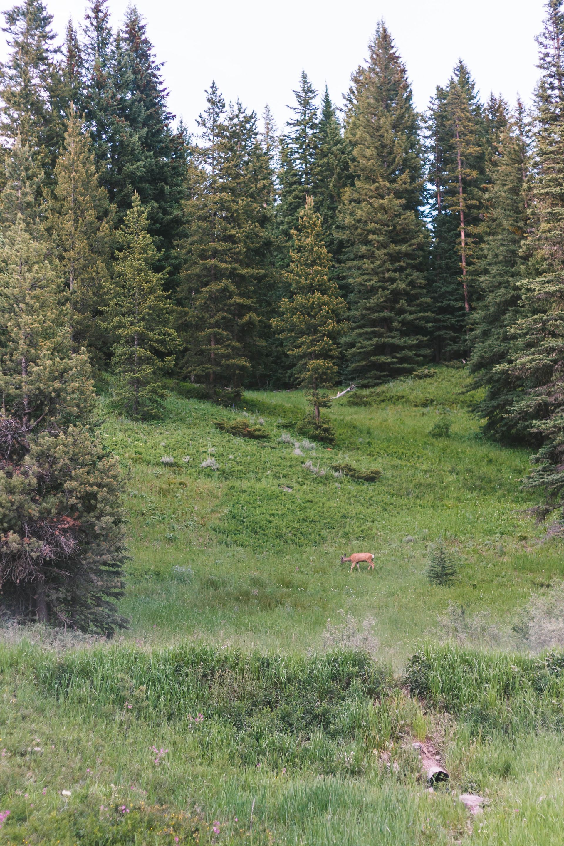 Beautiful Missoula Montana Trees