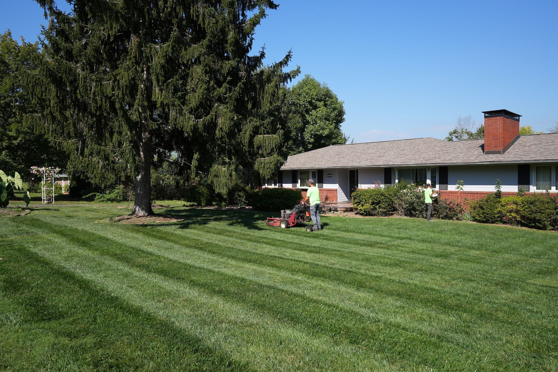 Man trimming a wall covered in green ivy with a hedge trimmer; outdoors.