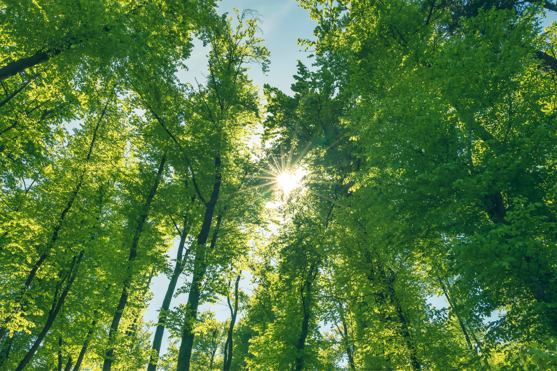 The sun is shining through the trees in the forest