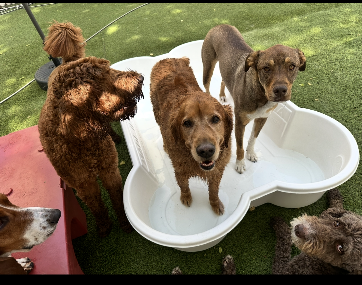dog daycare