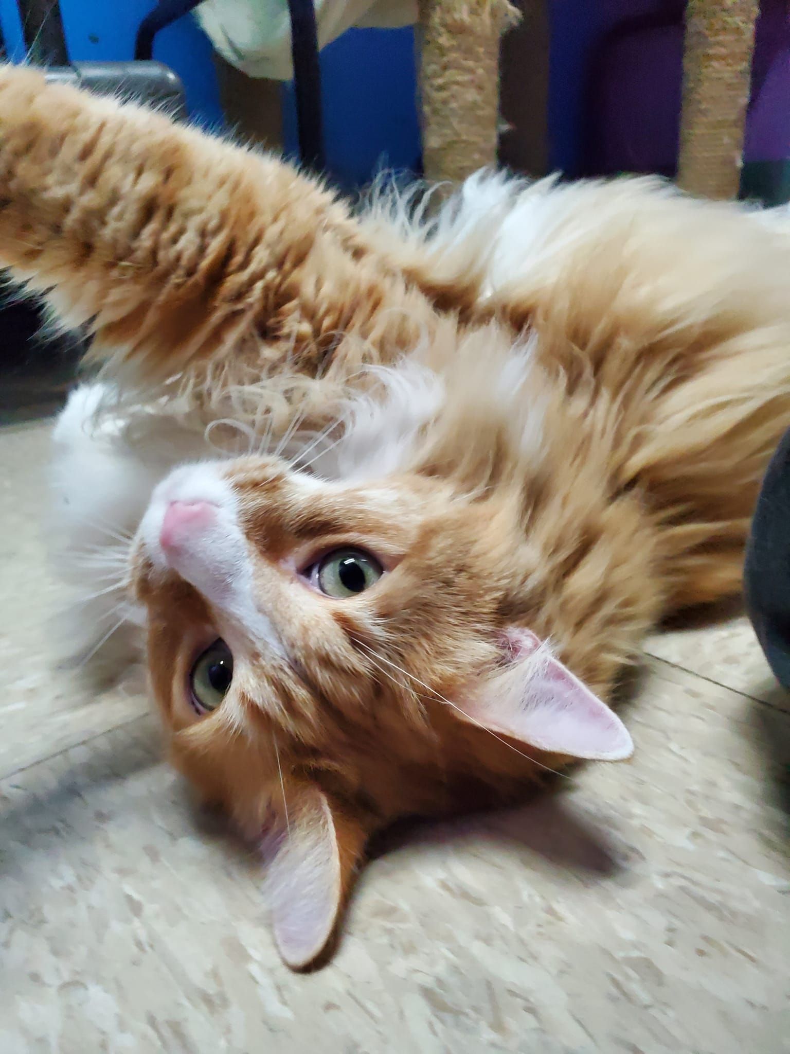 Cat Boarding