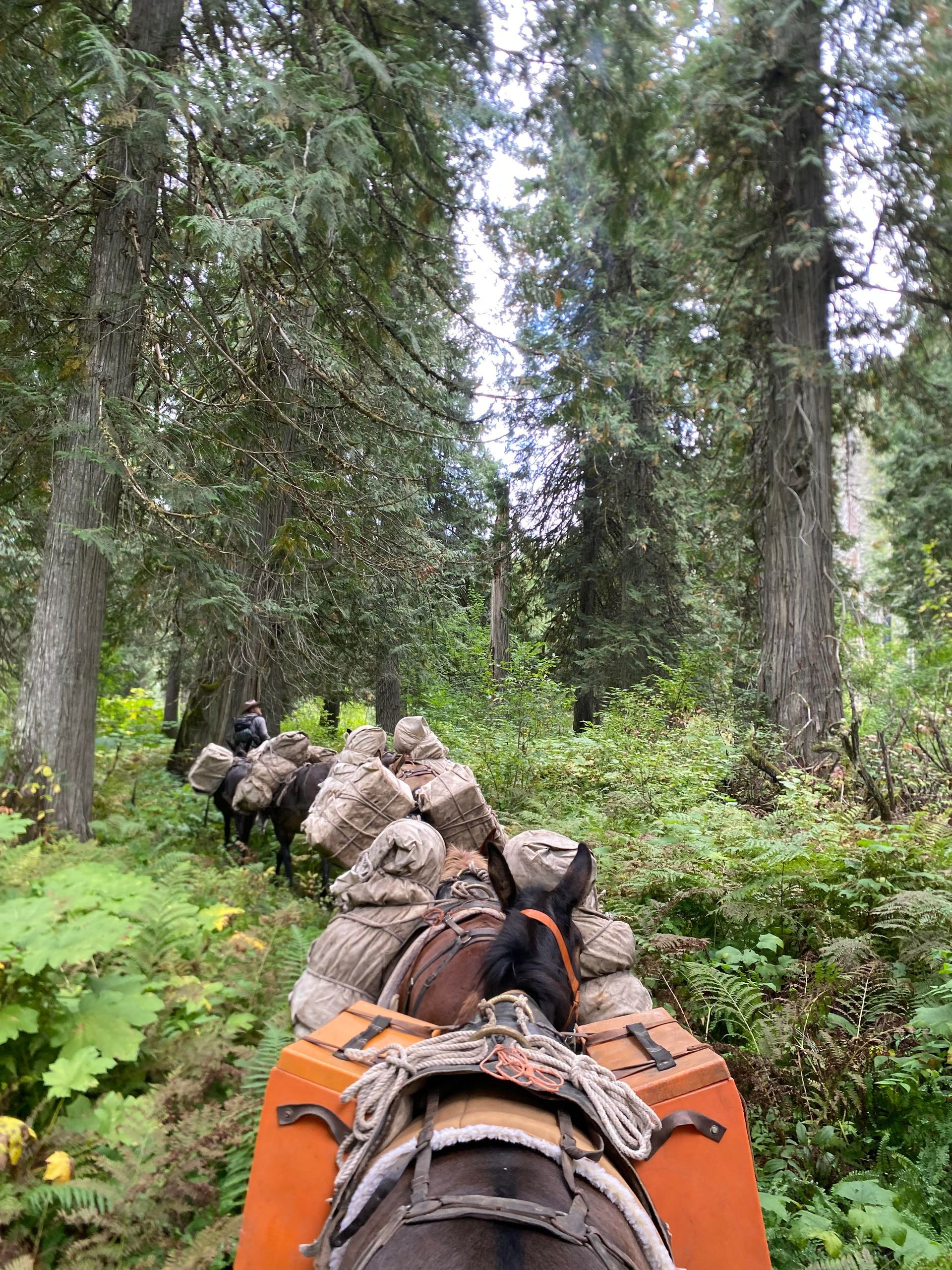 Pack train of horses carrying riders through a dense forest trail