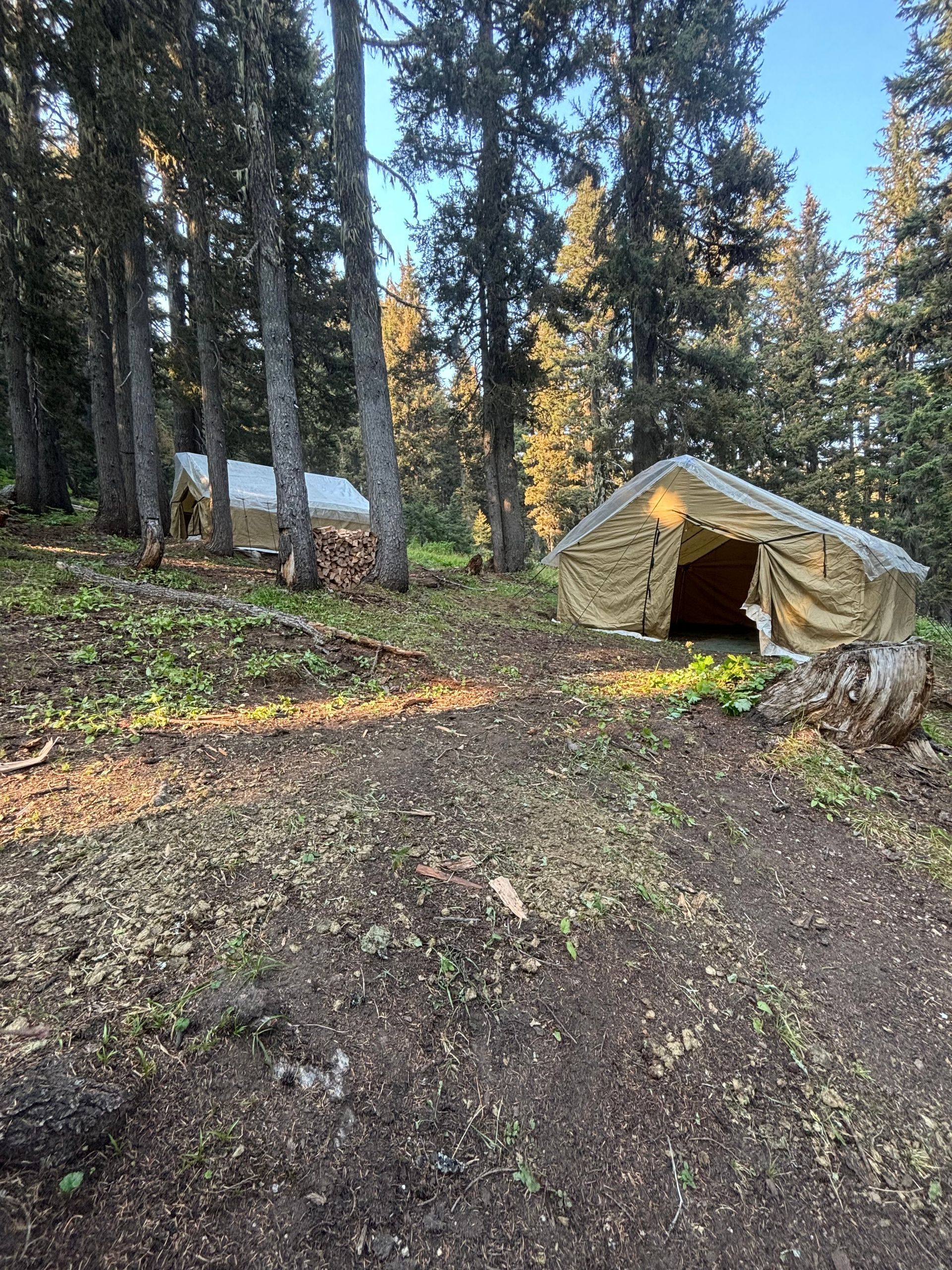 Two canvas tents in a wooded campsite on a dirt clearing, with tall trees and sunlight.