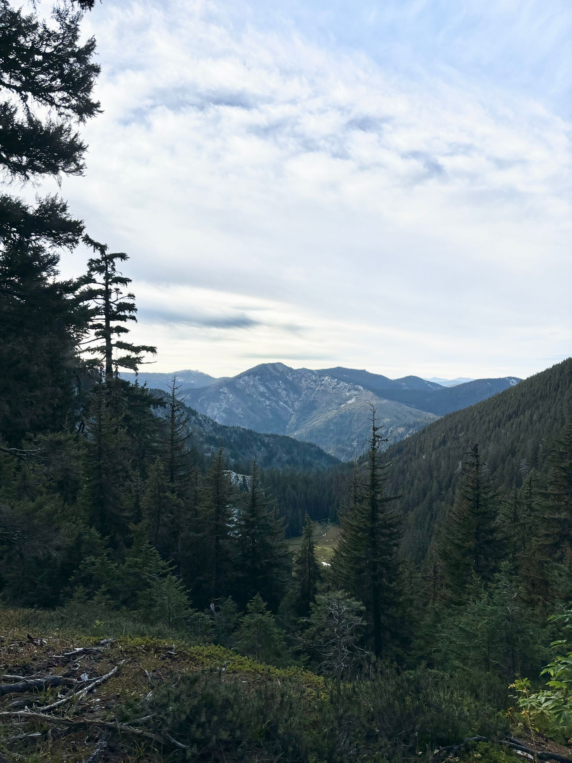 Mountain valley with dense pine forest and distant peaks under a cloudy sky