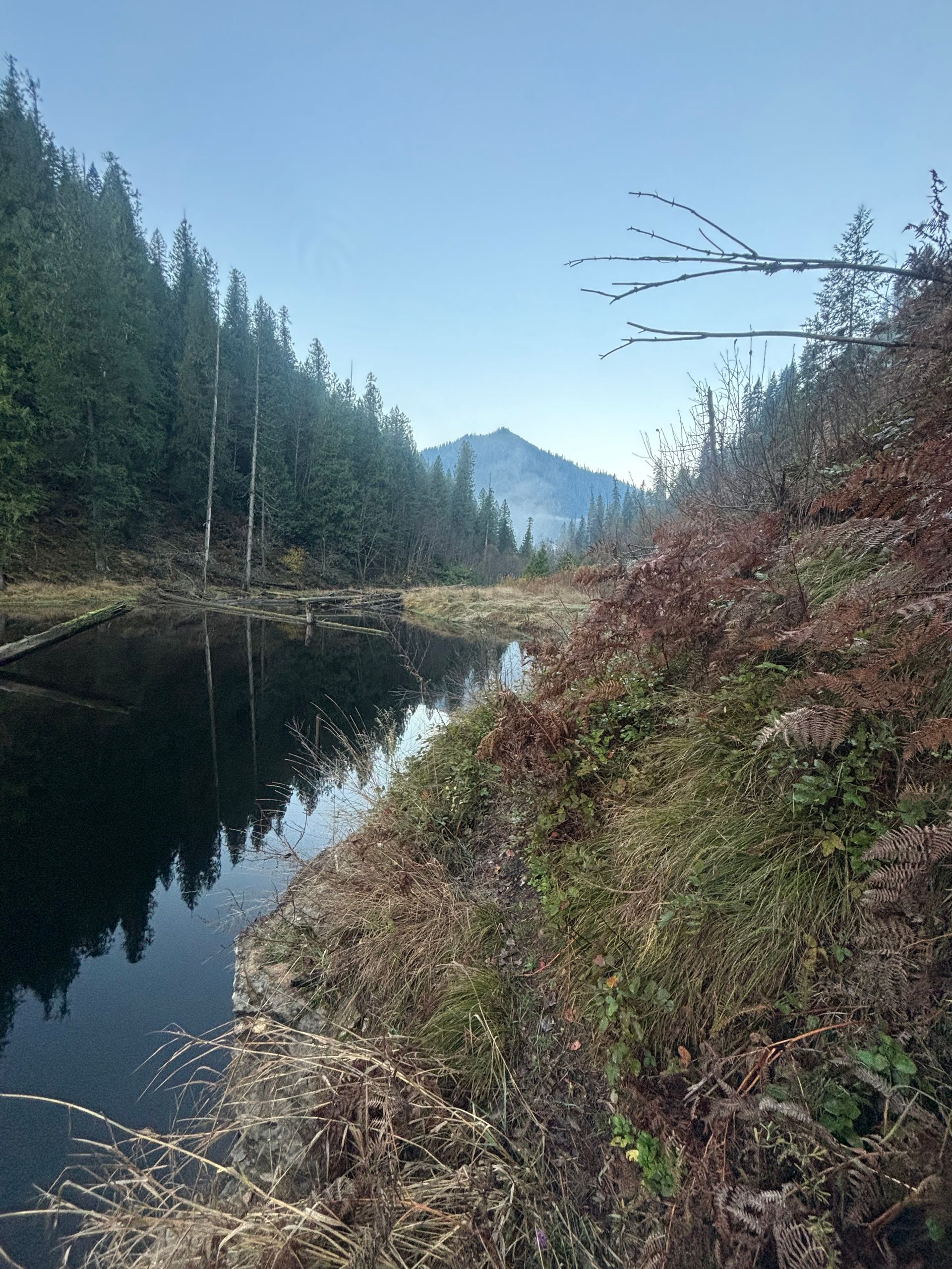 Calm river bordered by evergreen trees and shrubs, with a mountain in the distance under a clear sky