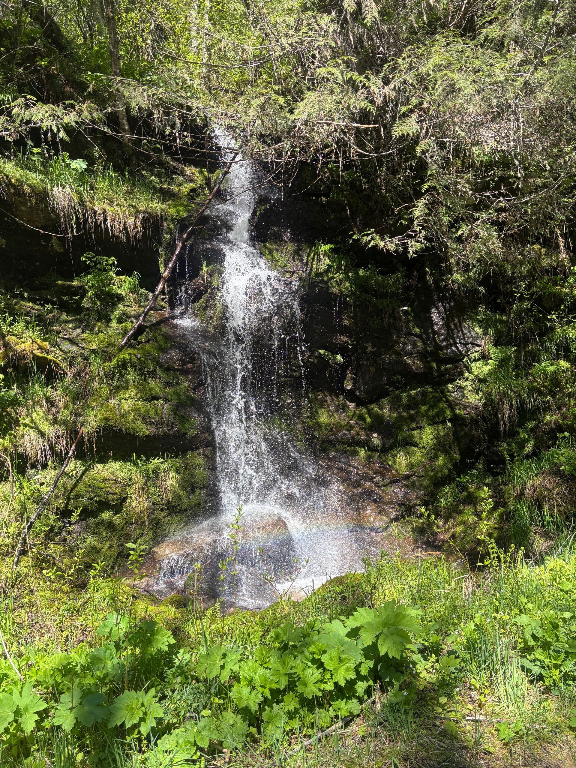 Small waterfall trickling down a mossy rock face into green foliage below.
