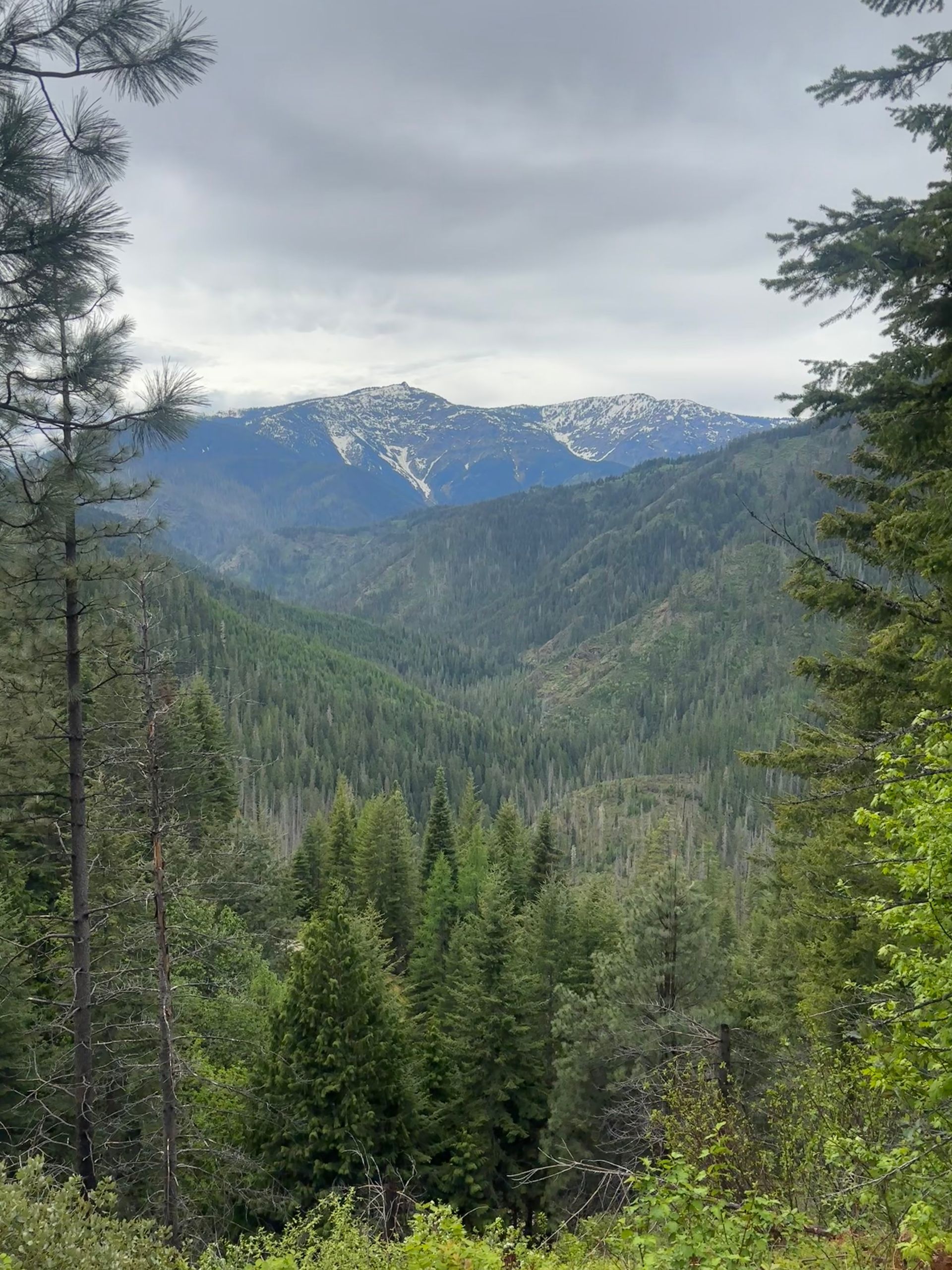 Snow-dusted mountains beyond a green forest under a cloudy sky