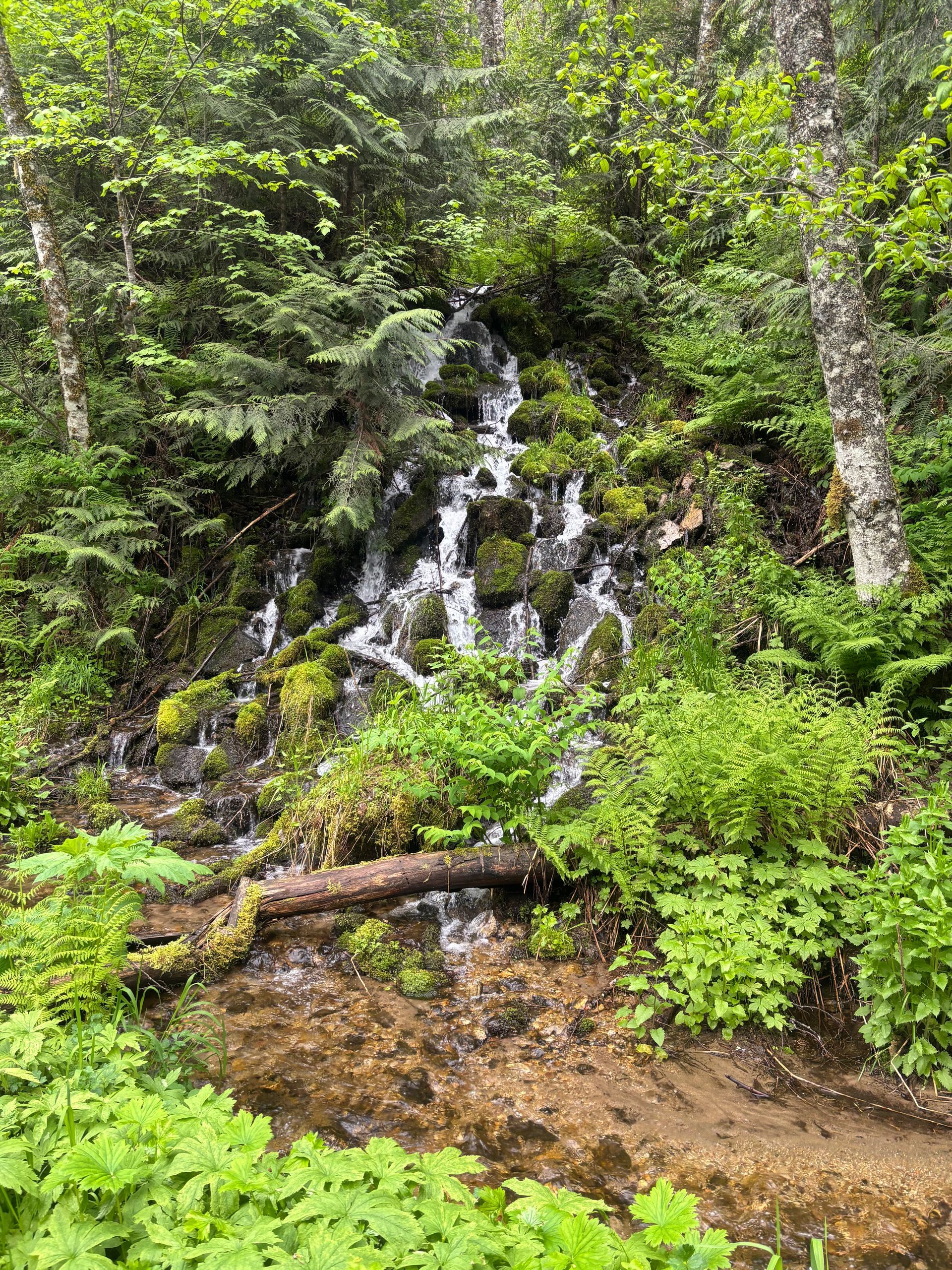 Small waterfall cascading through mossy rocks in a lush green forest stream.